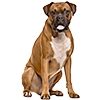 Boxer (6)