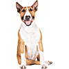 Bull Terrier (4)