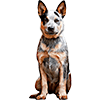 Australian Cattle Dog (3)