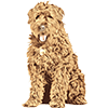 Bouvier Des Flandresz (4)