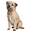 Border terrier (1)