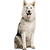 Alaskan Malamute (2)
