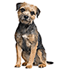Border terrier (4)