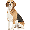 Beagle (3)