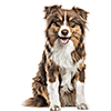 Australian Shepherd (1)