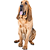 Bloodhound (3)