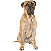 Bullmastiff (4)