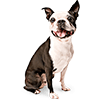 Boston Terrier (1)