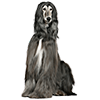 Afghan Hound (4)