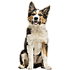 Border Collie (1)