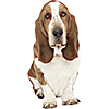 Basset Hound (3)