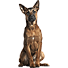 Belgian Malinois (7)