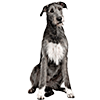Irish Wolfhound (4)