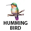 HUMMING-BIRD