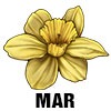 Daffodil