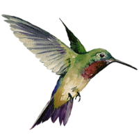 Hummingbird