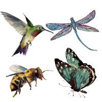 Insect