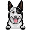 Australian Cattle Dog 2
