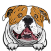 American Bulldog 2