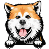 Akita 1