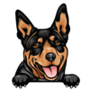 Australian Kelpie 3