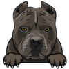 American Pitbull Terrier 3