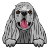 American Cocker Spaniel 3