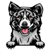 Akita 4