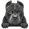 American Pitbull Terrier 2