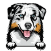Australian Shepherd 1