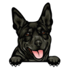 Australian Kelpie 1