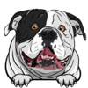 American Bulldog 1