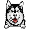 Alaskan Malamute 1