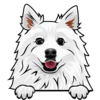 American Eskimo