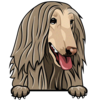 Afghan Hound