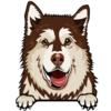 Alaskan Malamute 2
