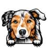 Australian Shepherd 2