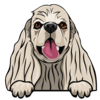 American Cocker Spaniel 2
