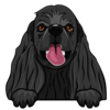 American Cocker Spaniel 1