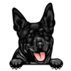 Australian Kelpie 2