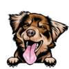 Australian Shepherd 3