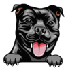 American Staffordshire Terrier 1