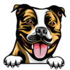 American Staffordshire Terrier 3