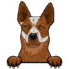 Australian Cattle Dog 1