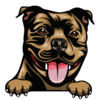 American Staffordshire Terrier 2