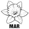 Jonquil
