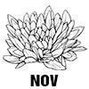 Chrysanthemum