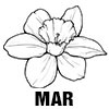 Daffodil