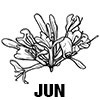 Honeysuckle