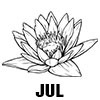Water Lily